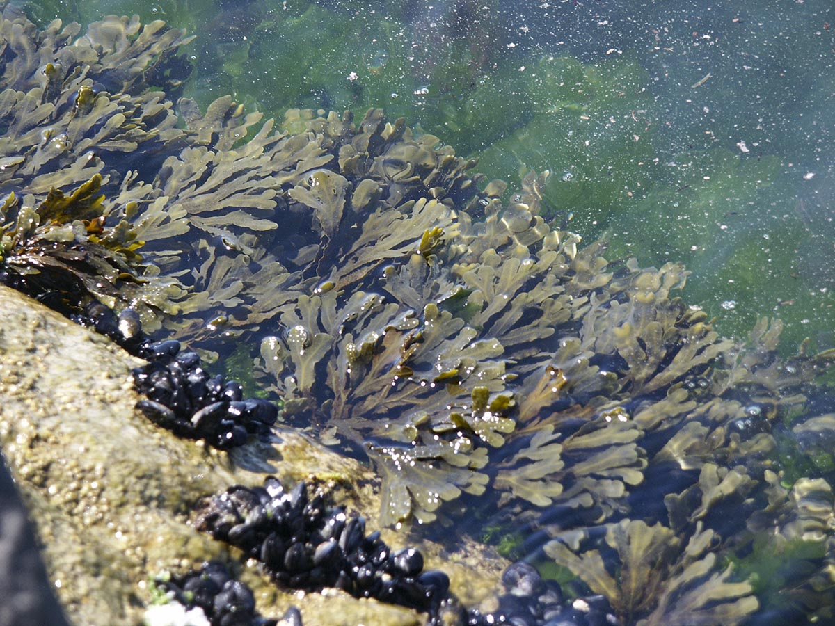 Fucus virsoides